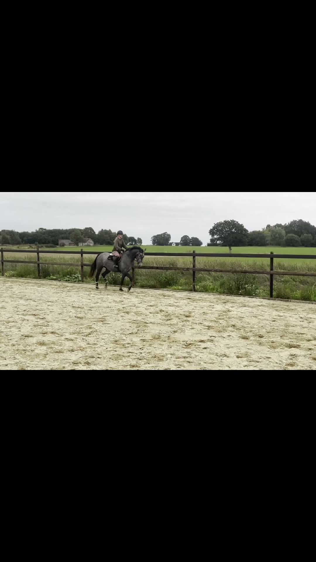 Hoppning hästar till salu: Fantastiskt trevligt sto! - Video 2