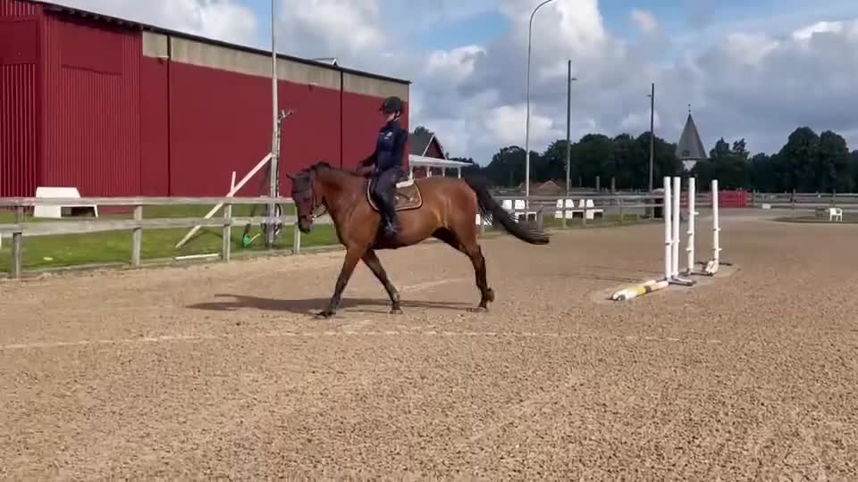 Hoppning hästar till salu: Sto e Baloubet du Rouet  i Ör - Video 1