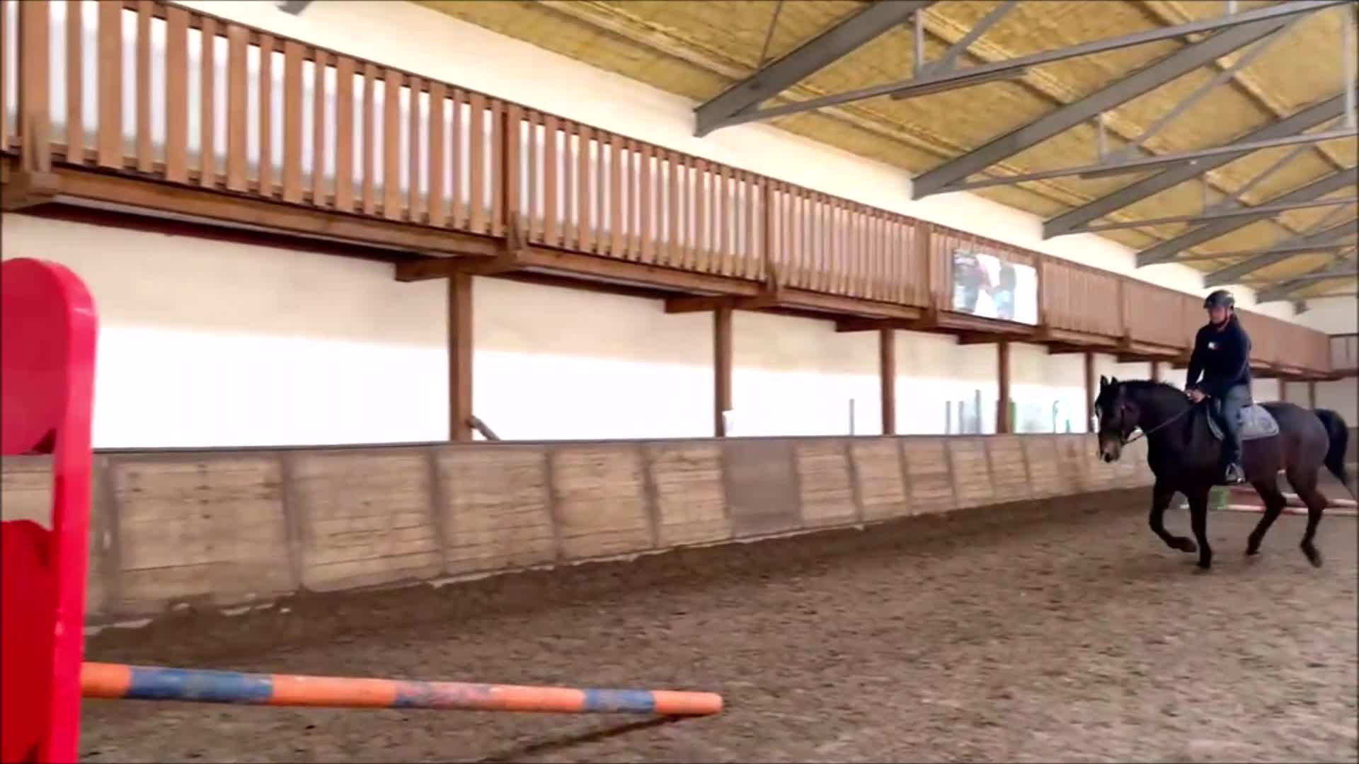 Allround hästar till salu: Stunning Premium Allrounder - Video 2