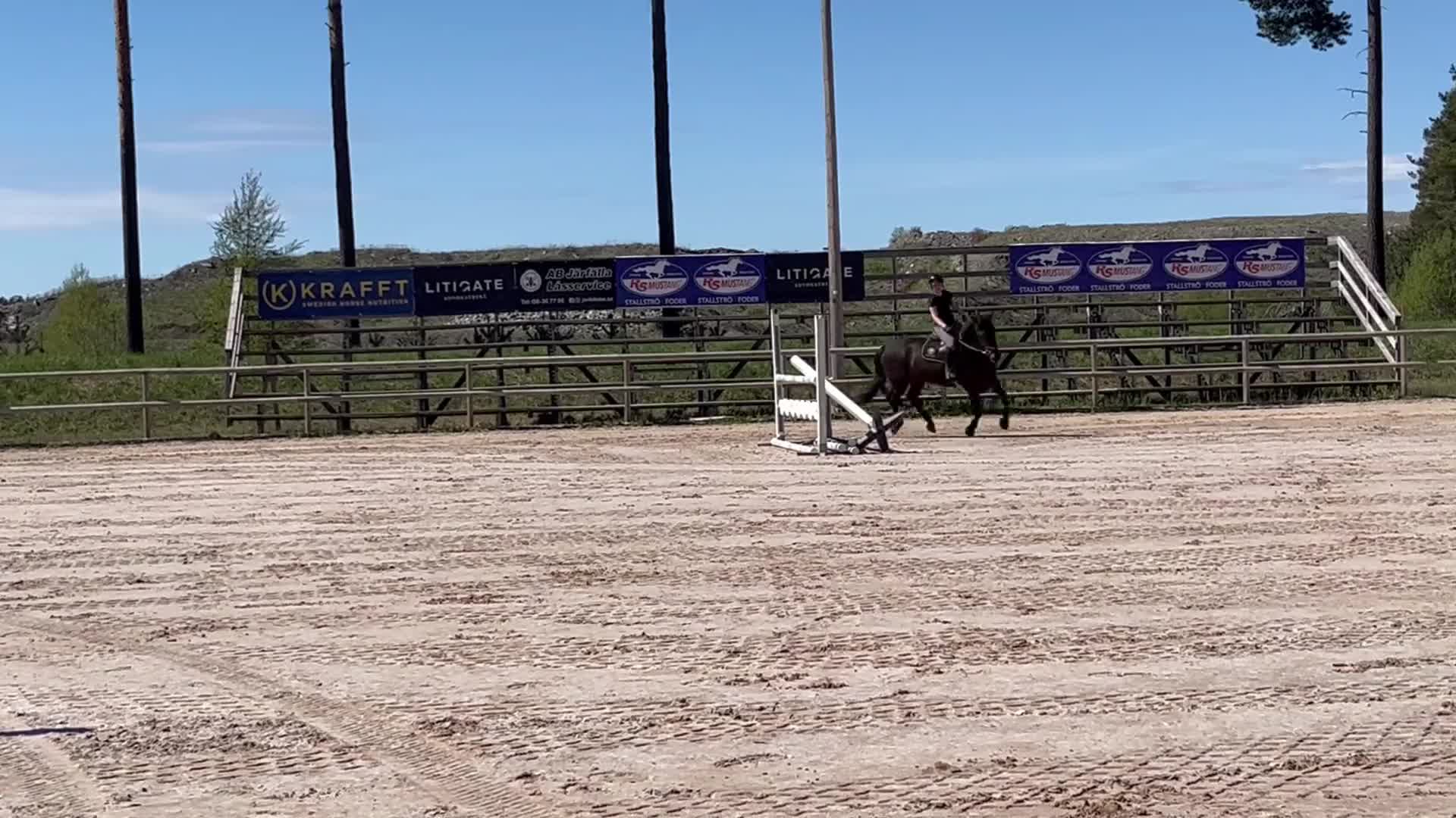 Allround hästar till salu: En pärla för framtiden  - Video 2