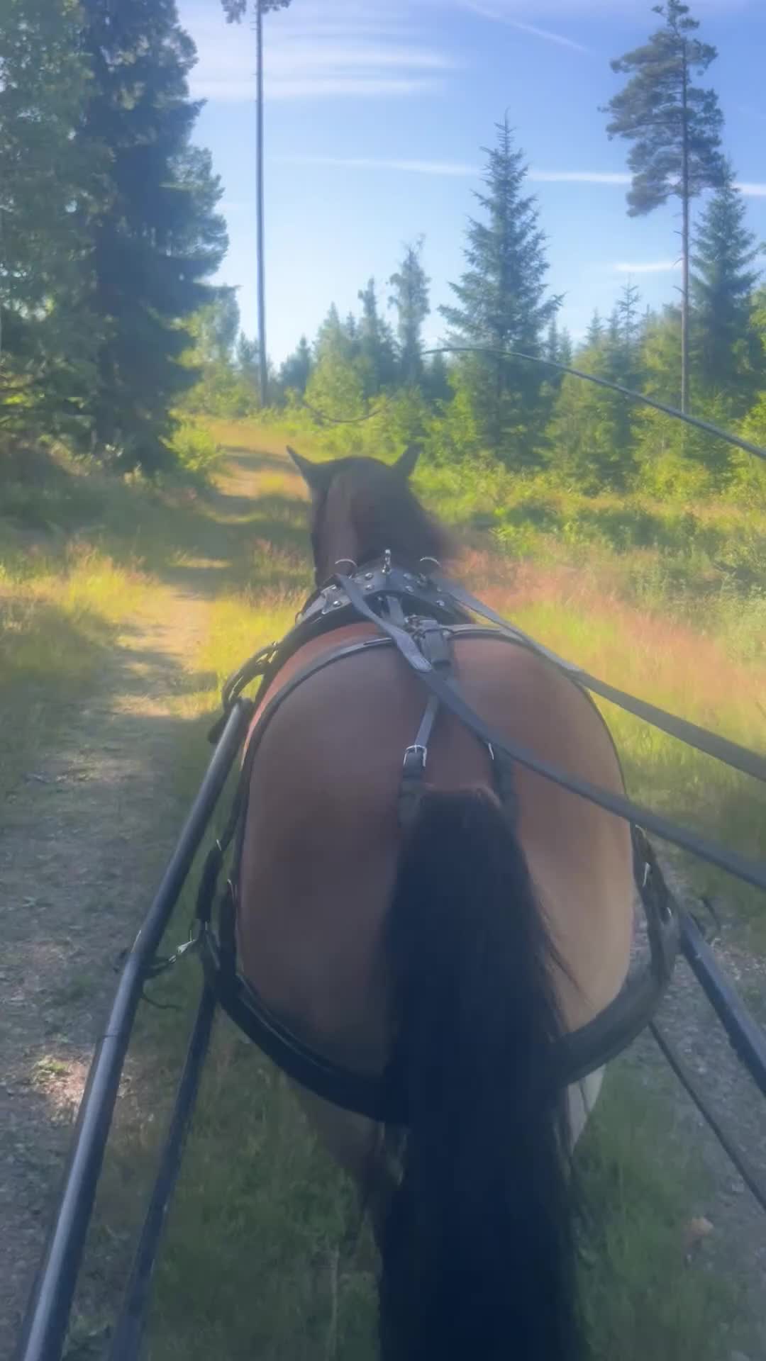 Allround hästar till salu: Gotlandsruss - Video 1