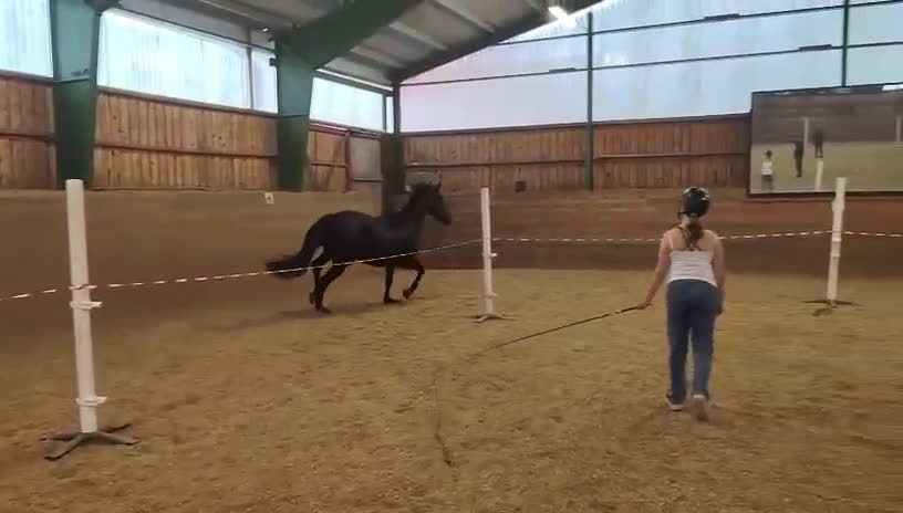 Allround hästar till salu: Trevlig unghäst i Grödinge - Video 1