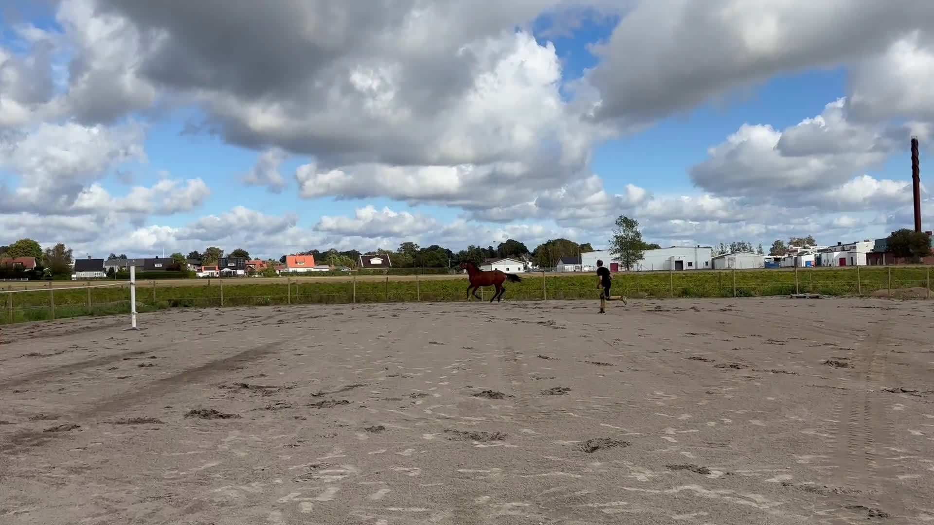 Allround hästar till salu: Trevlig och fin 1-åring säljes i Laholm - Video 2