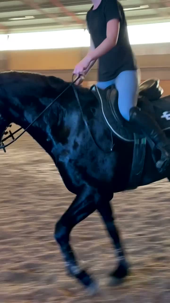 Hoppning hästar till salu: Svart fullstammad Connemara valack 7 år i Brålanda - Video 2