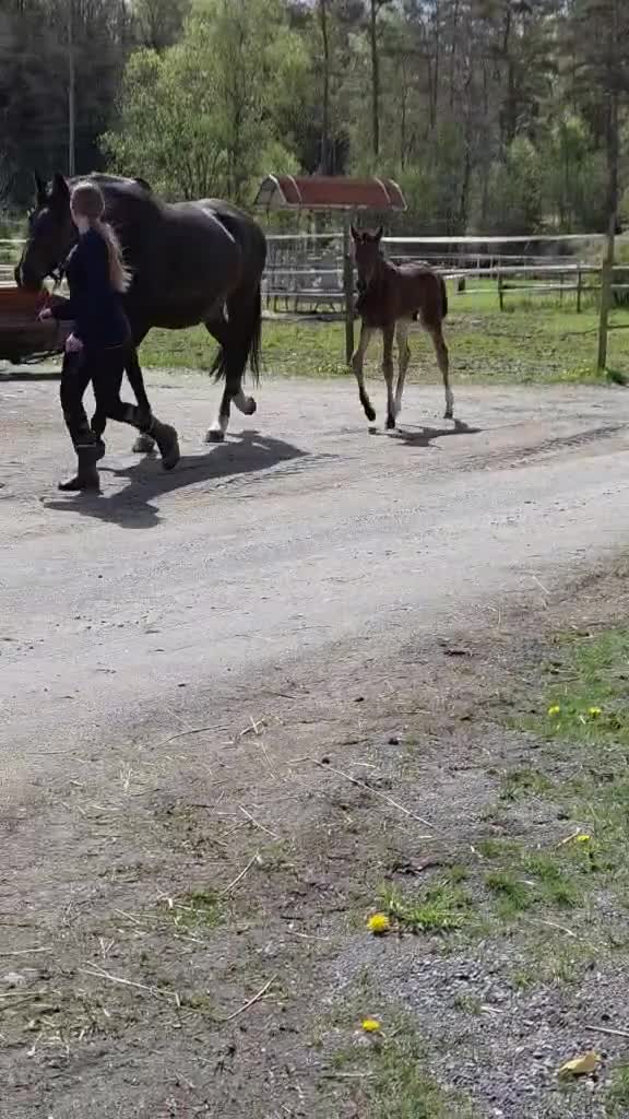 Dressyr hästar till salu: Gångartsföl med galopp ++ - Video 3