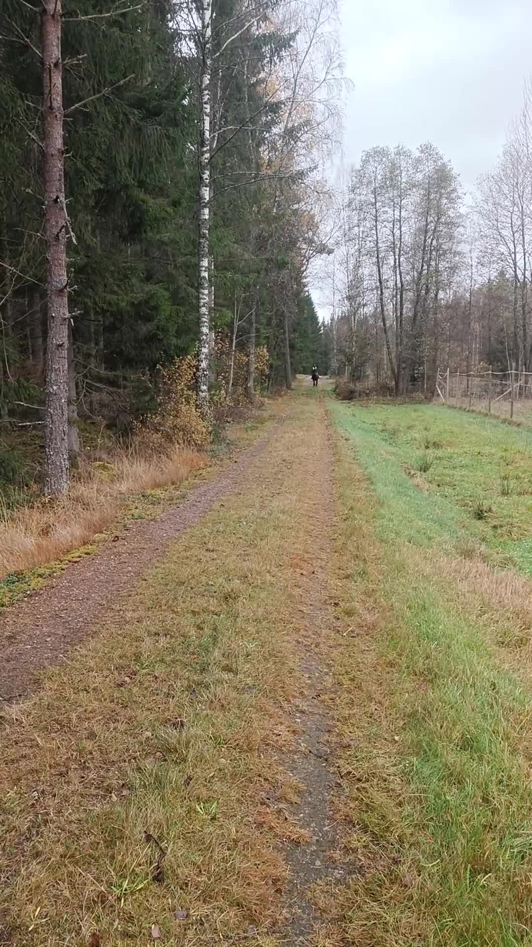 Övrigt hästar till salu: kallblodssto till salu - Video 5