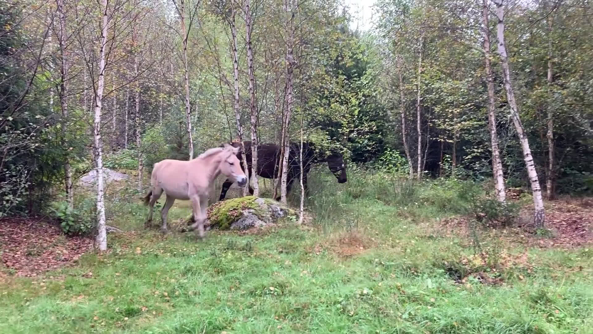 Allround hästar till salu: Sött fjordsto  i Kyrkhult - Video 1