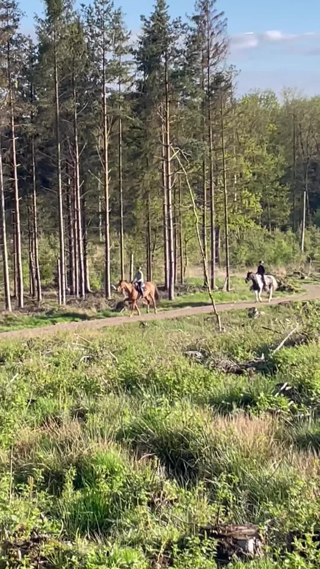 Allround hästar till salu: Hoppglad hobbyhäst - Video 1