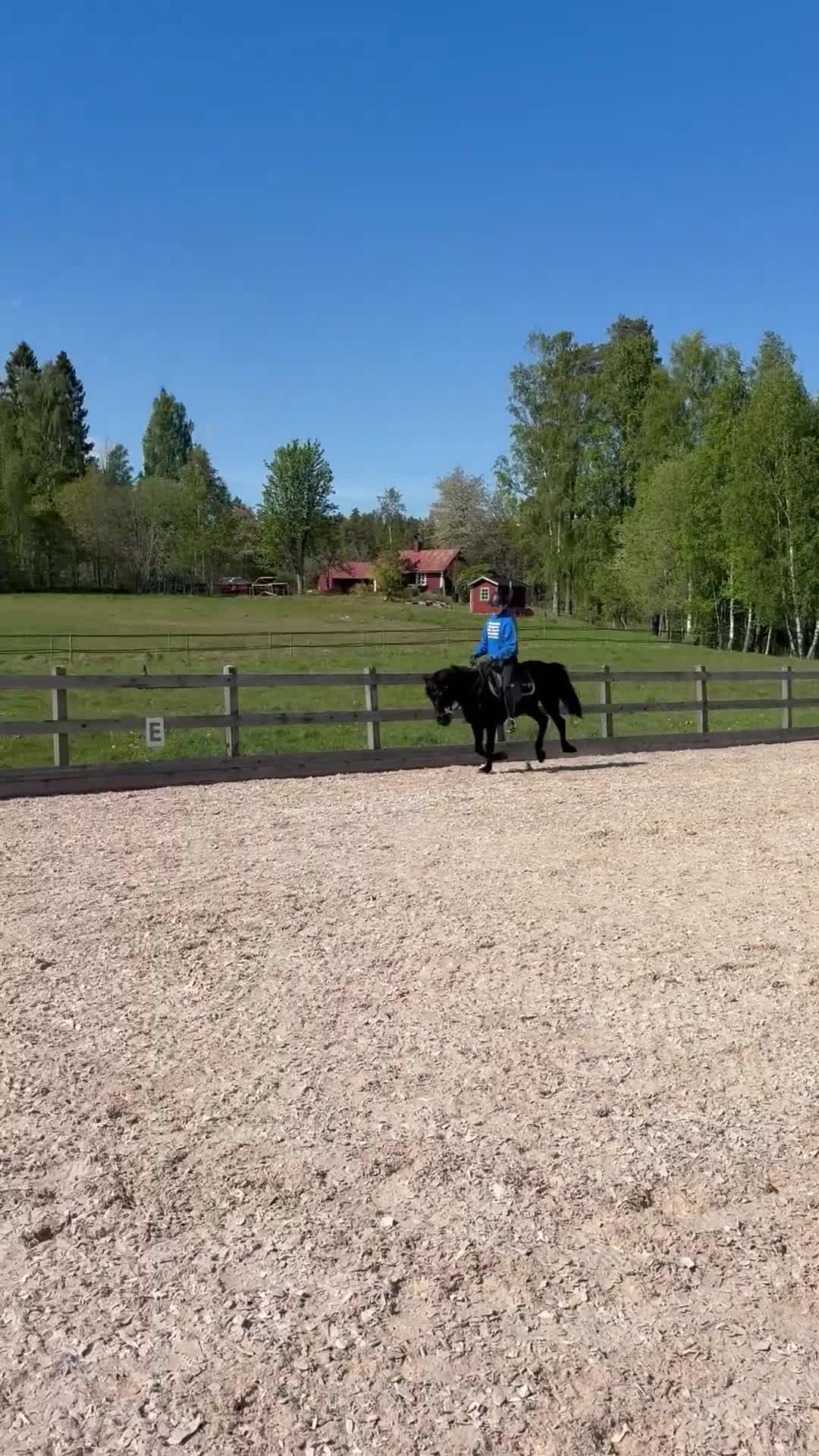 Allround hästar till salu: Verksamhet, körponny/skogsmulle  - Video 4