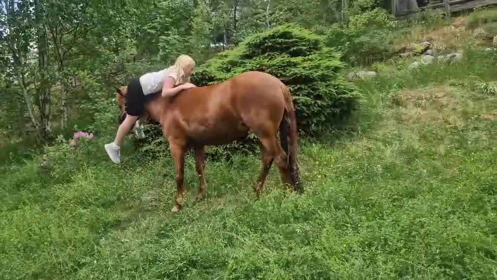 Dressyr hästar till salu: Supermaxad läromästare med hög ridbarhet i Värmdö - Video 3