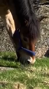 Sällskap hästar till salu: Vänlig sällskapsponny i Göteborg - Video 1