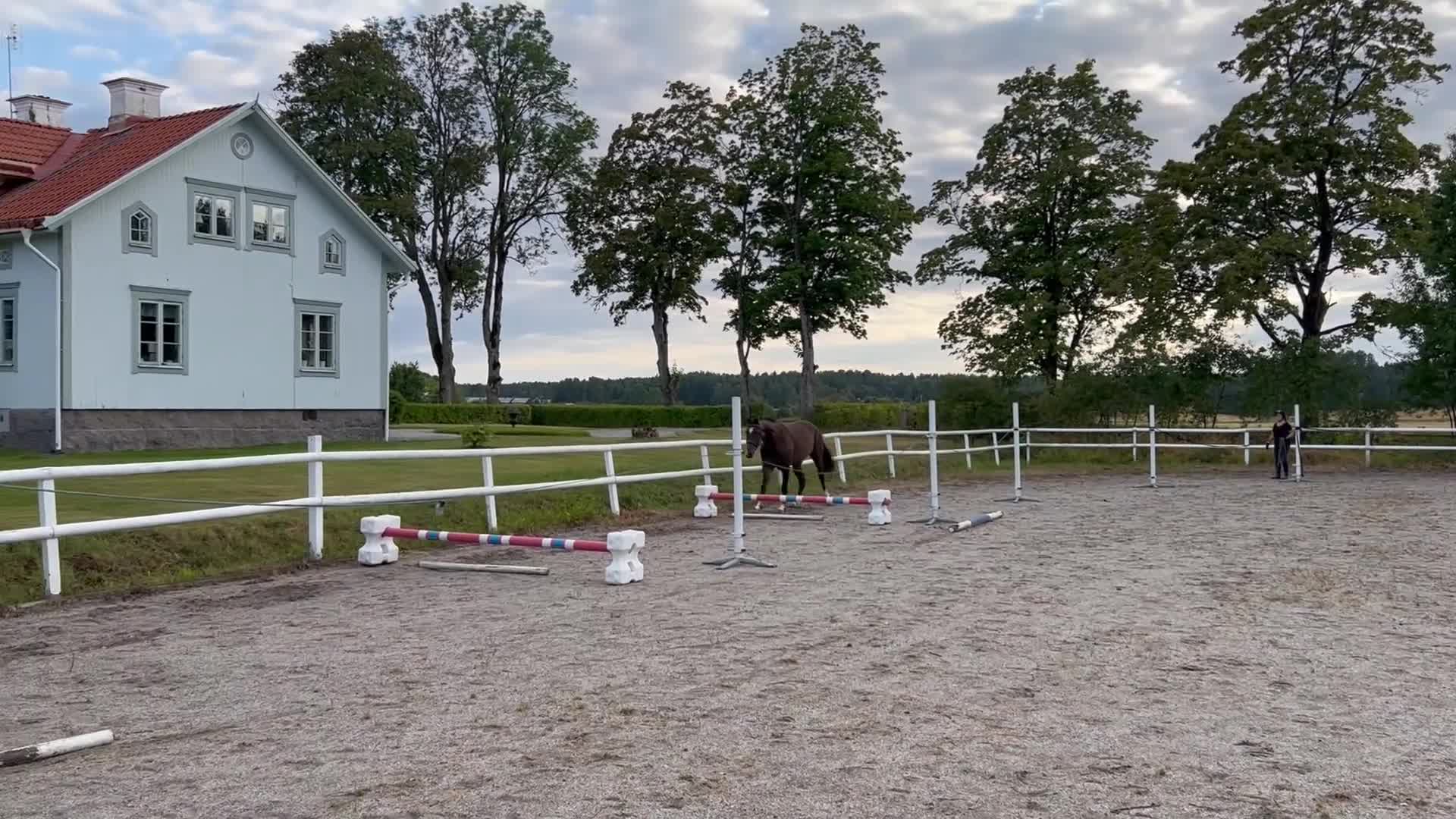 Hoppning hästar till salu: Lovande unghäst! - Video 1