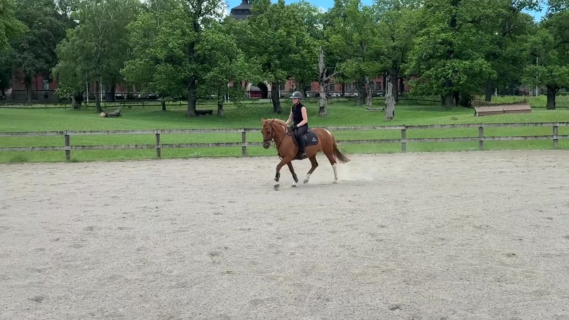 Allround hästar till salu: Söt trevlig ponny  - Video 2