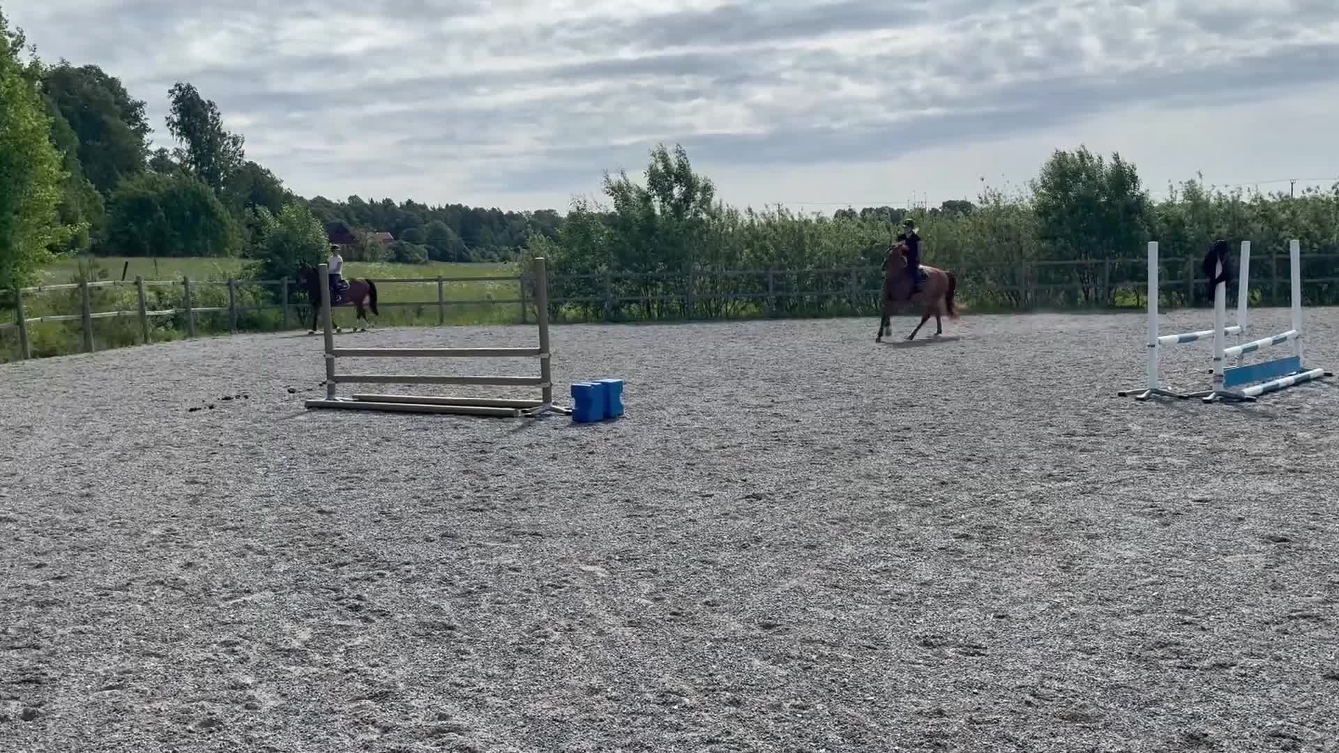 Hoppning hästar till salu: Trevlig 4 årig valack  - Video 1