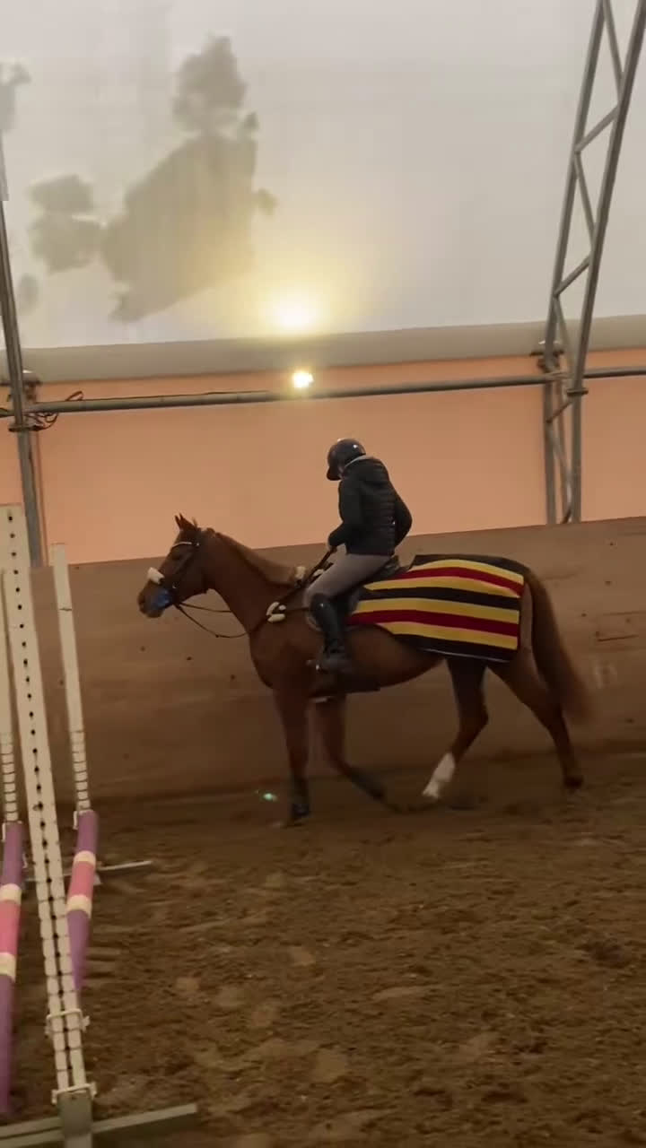 Allround hästar till salu: Drömhäst🧡 i Åkersberga - Video 3