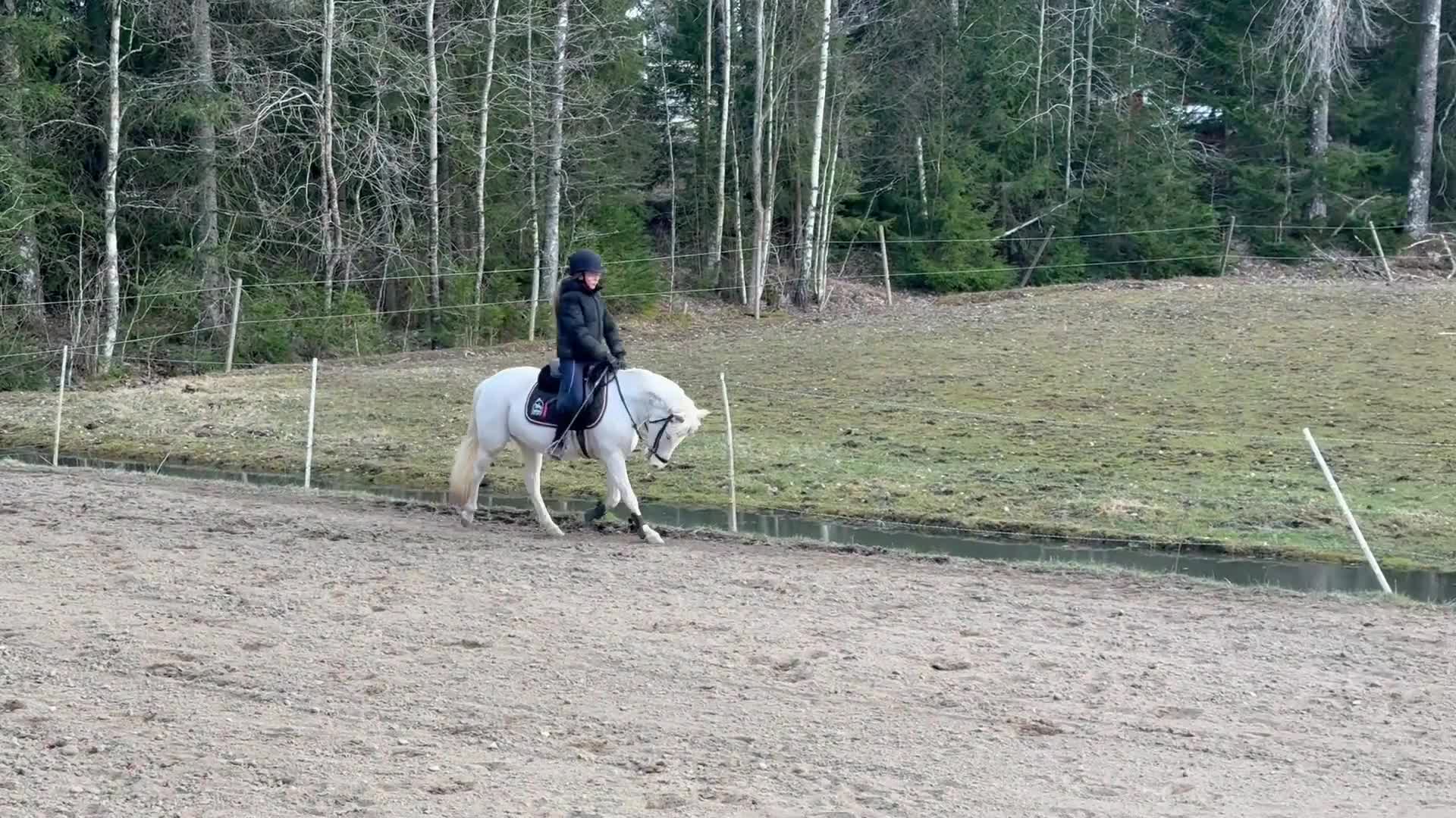 Körning hästar till salu: Inkörd allround ponny - Video 3