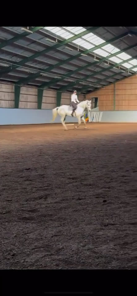  foderhäst sökes: Foderhäst för senare köp 🦄 i Landskrona - Video 1