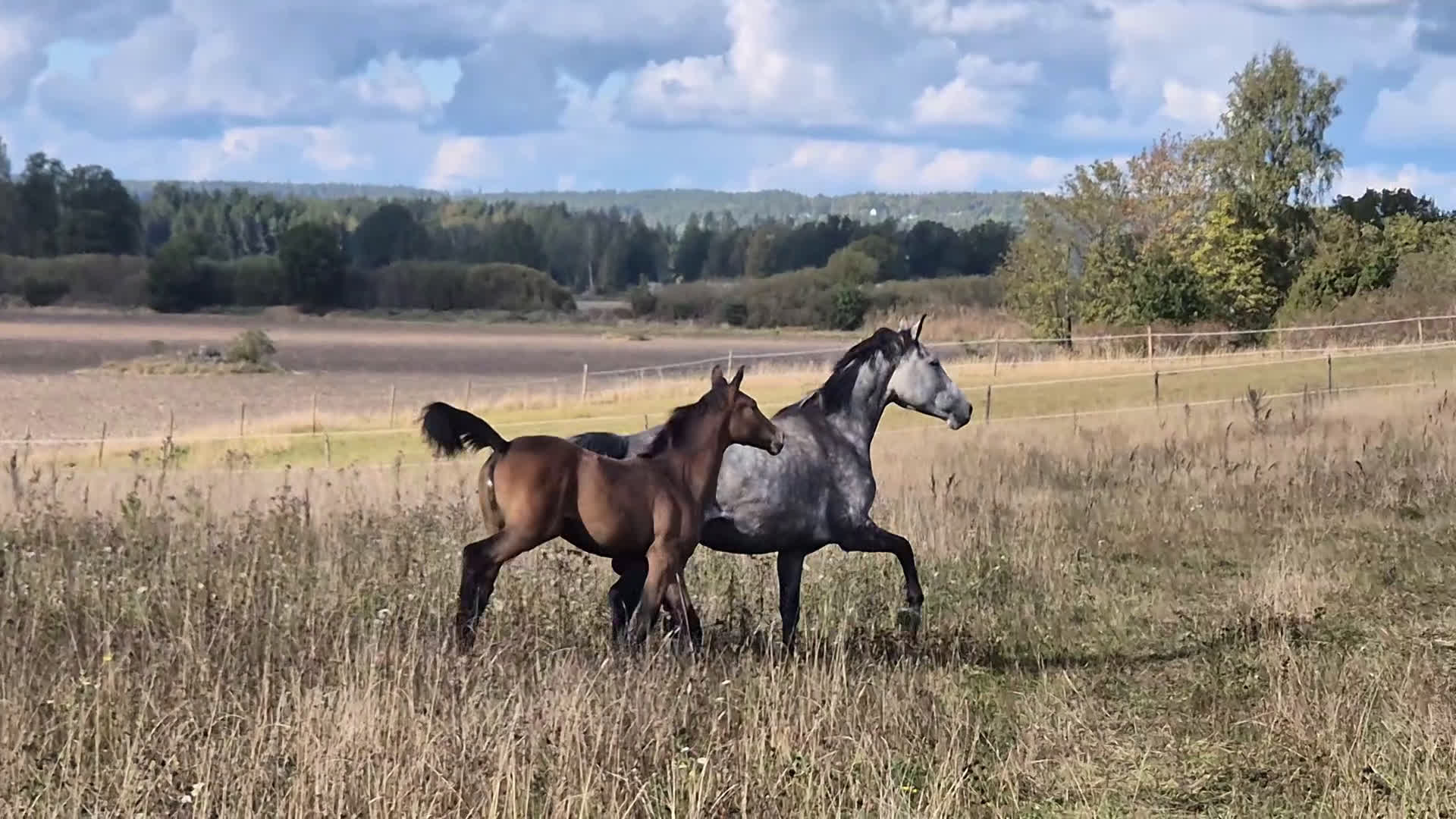 Hoppning hästar till salu: Ett hoppämne med idel topphingstar i stammen  i Norrtälje - Video 1