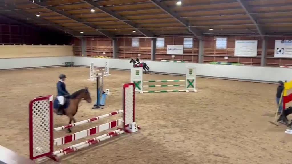 Hoppning hästar till salu: Perfekt läromästare  - Video 1