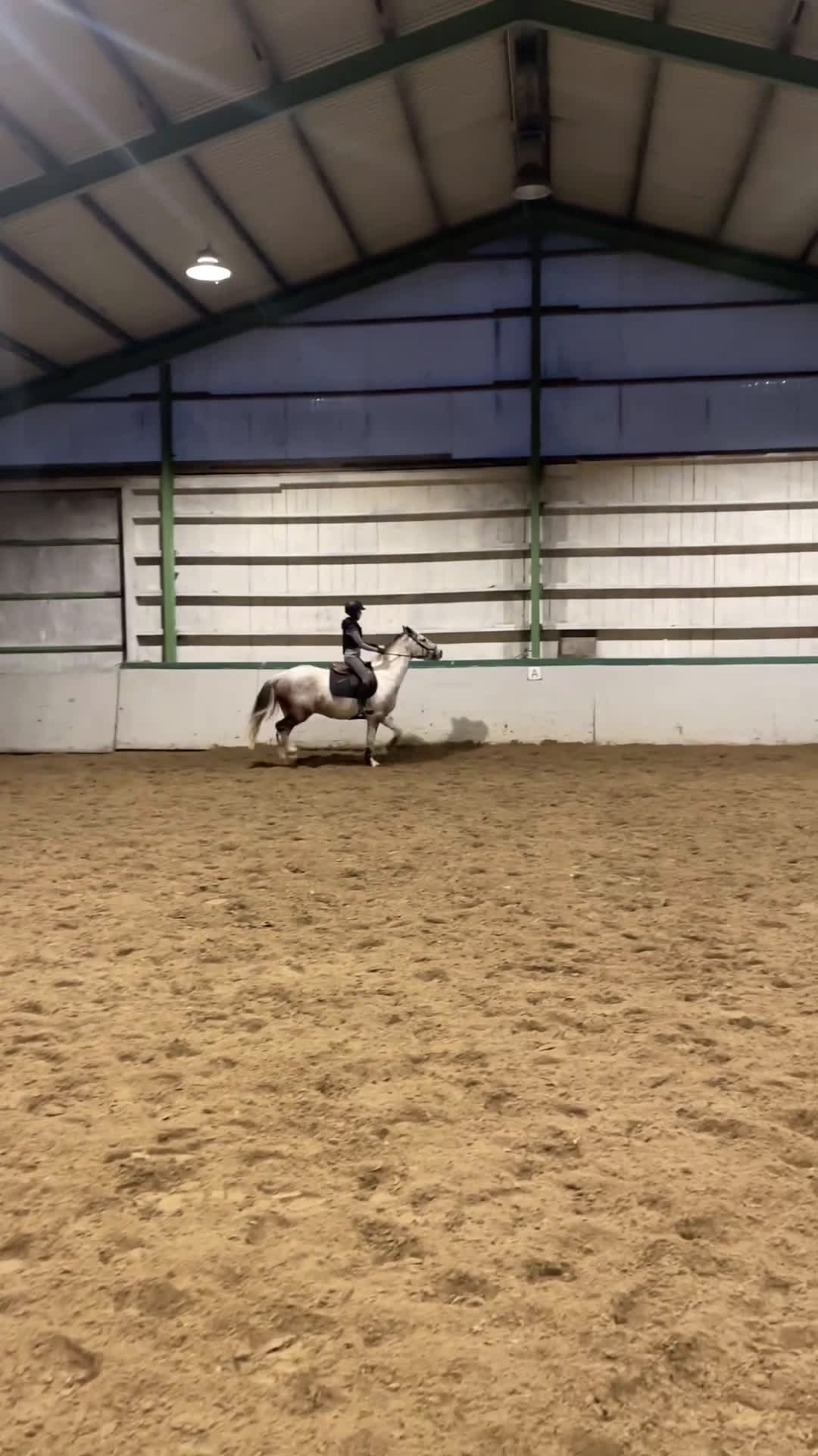 Hoppning hästar till salu: Maxad D-ponny - Video 2