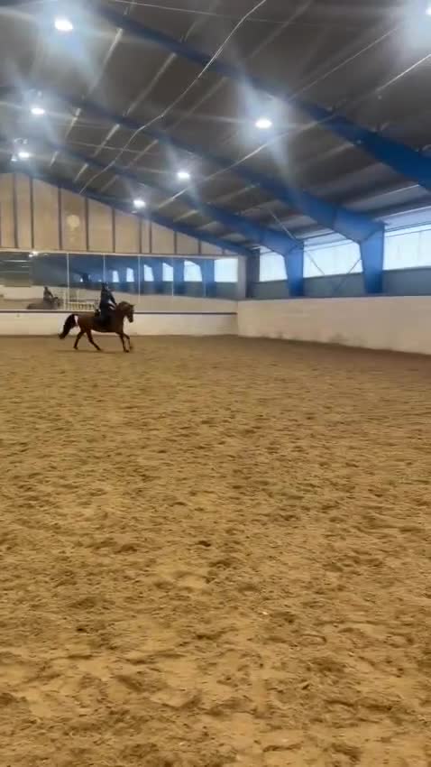 Hoppning hästar till salu: Lyxig allround ponny - Video 4