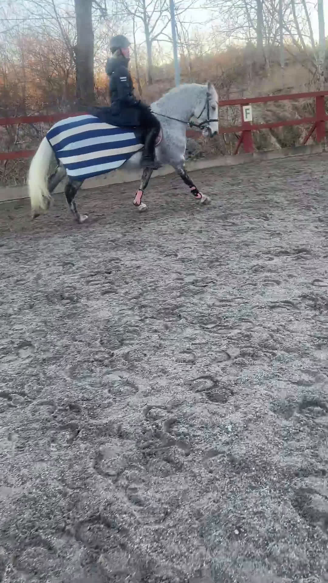 Hoppning hästar till salu: 🌟 Rosettplockande läromästare – Maxad C-ponny  i Huddinge - Video 5