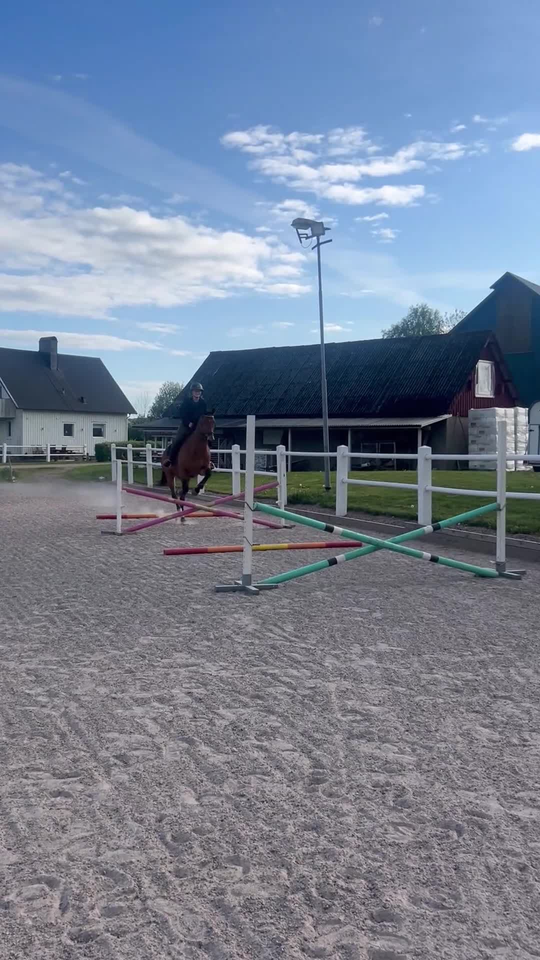 Allround hästar till salu: Projekt till salu - Video 2