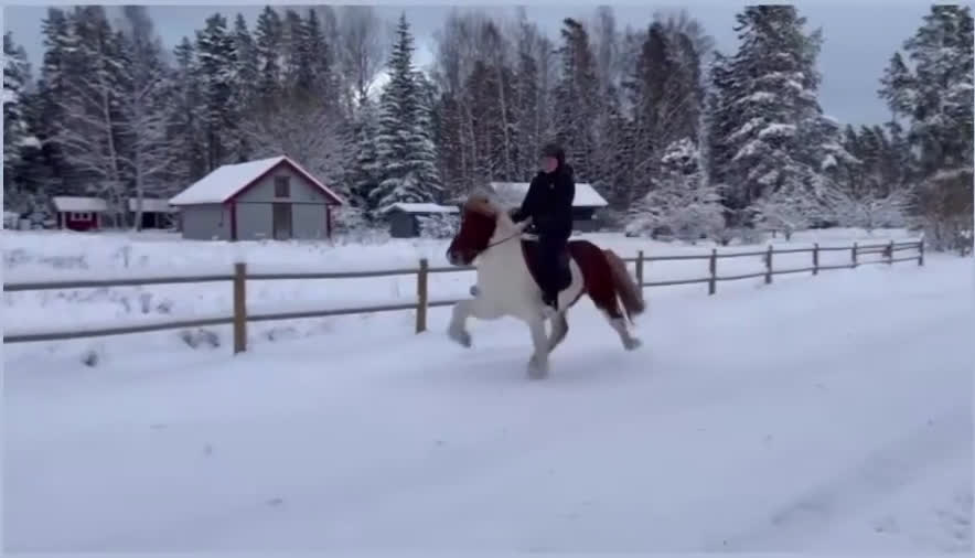 Island hästar till salu: Flott femgångssto dräktig m Havadi frá Haukholtum i Östhammar - Video 1