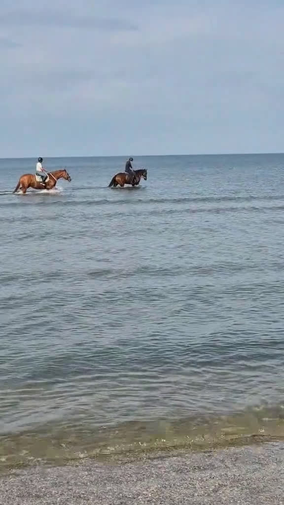 Dressyr hästar till salu: Fin dressyrhäst  i Billesholm - Video 2