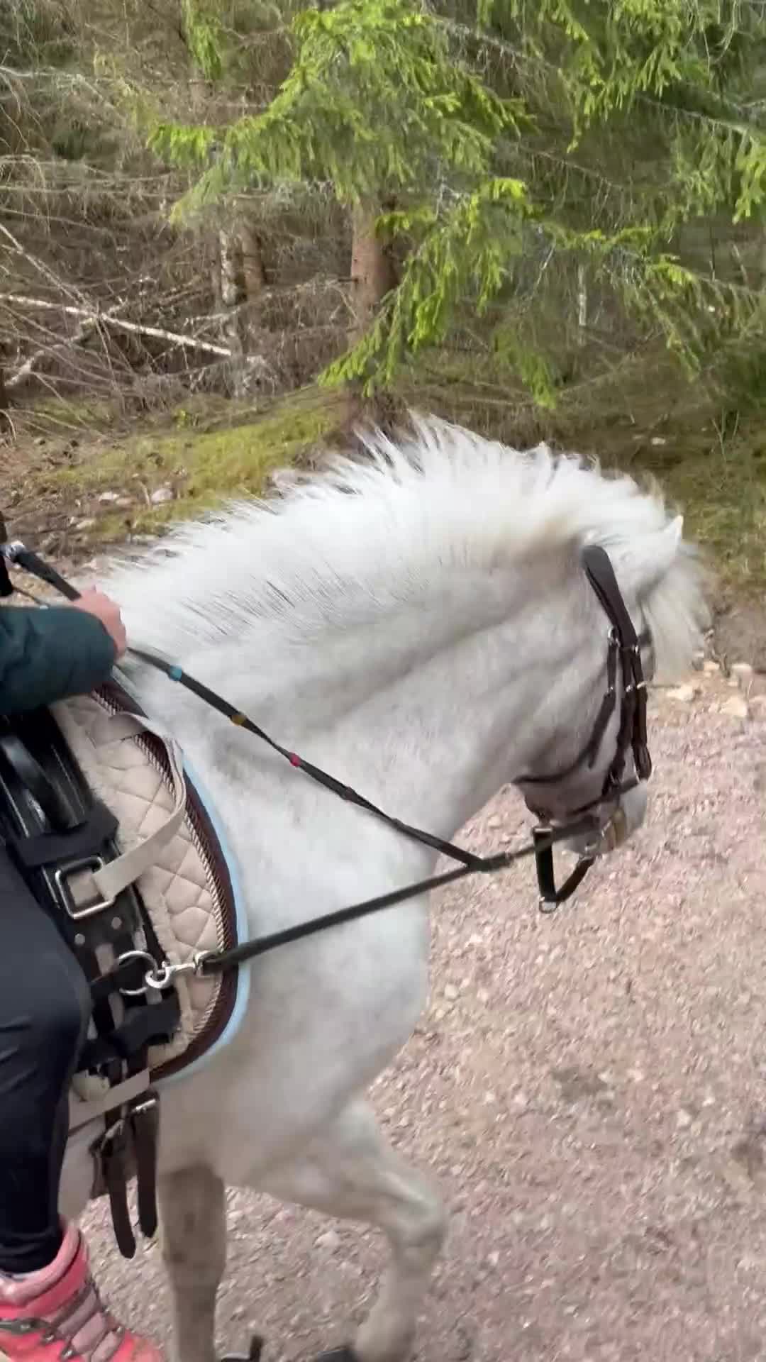 Allround hästar till salu: Finns rätt hem för vår hjärtehäst?  - Video 5