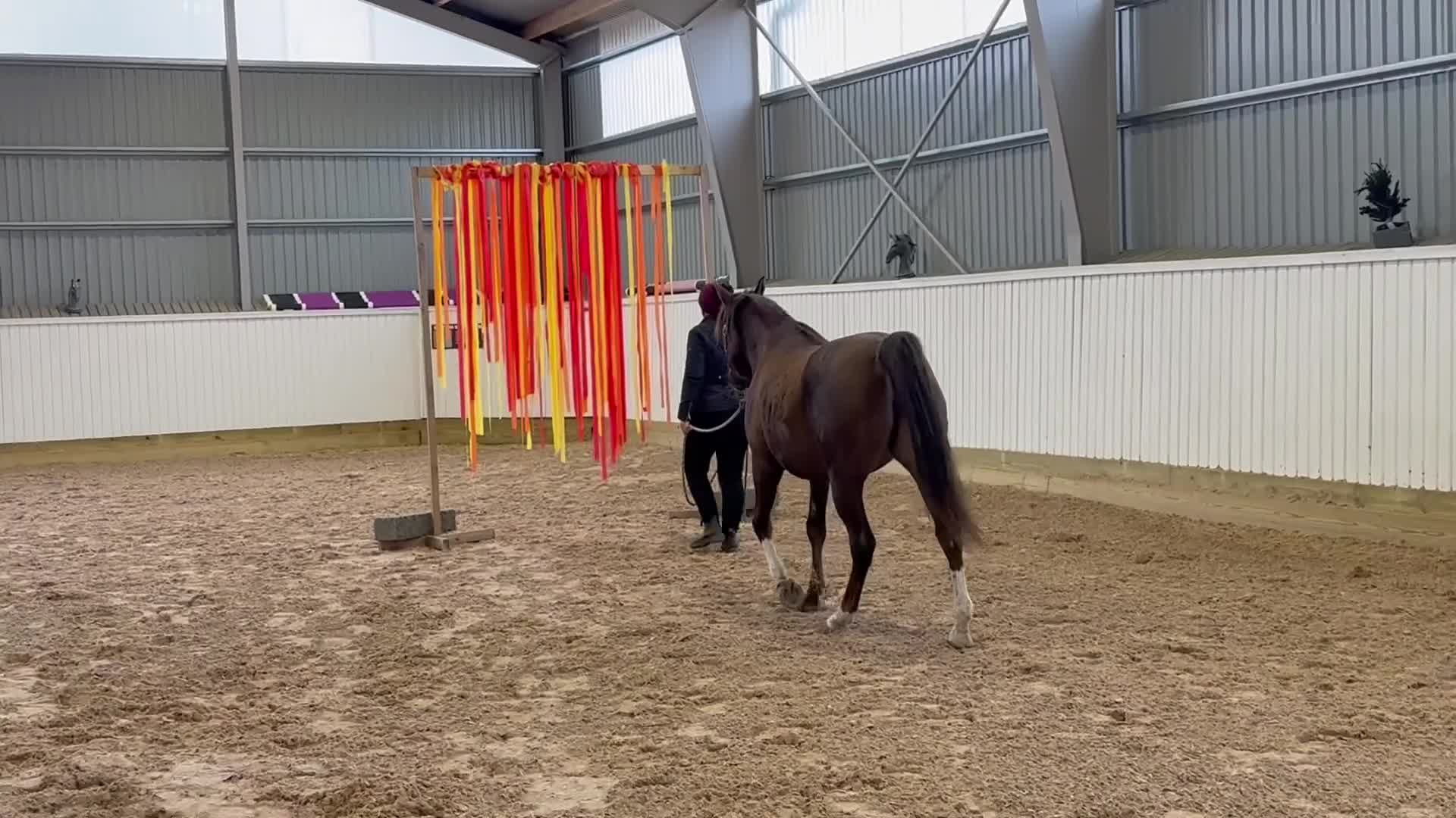 Distans hästar till salu: Snäll och välriden bästa kompis - Video 1
