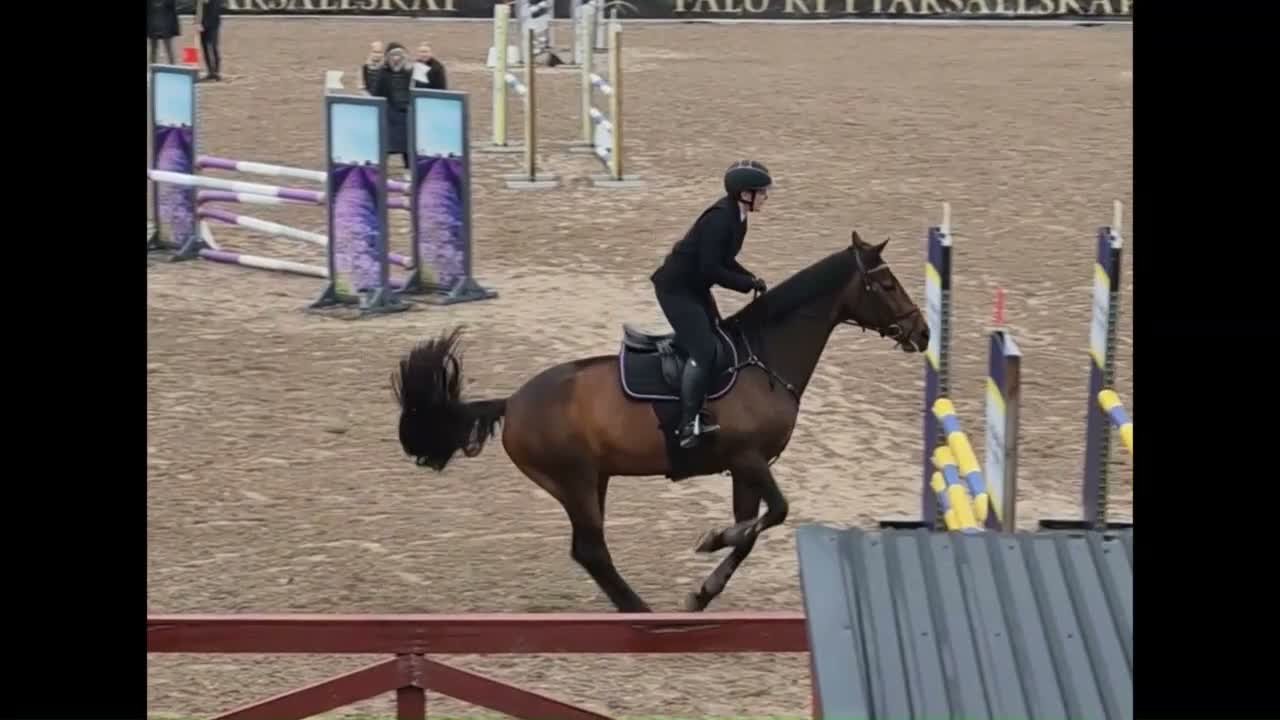 Allround hästar till salu: Trygg och okomplicerad läromästare i Älvkarleby - Video 2