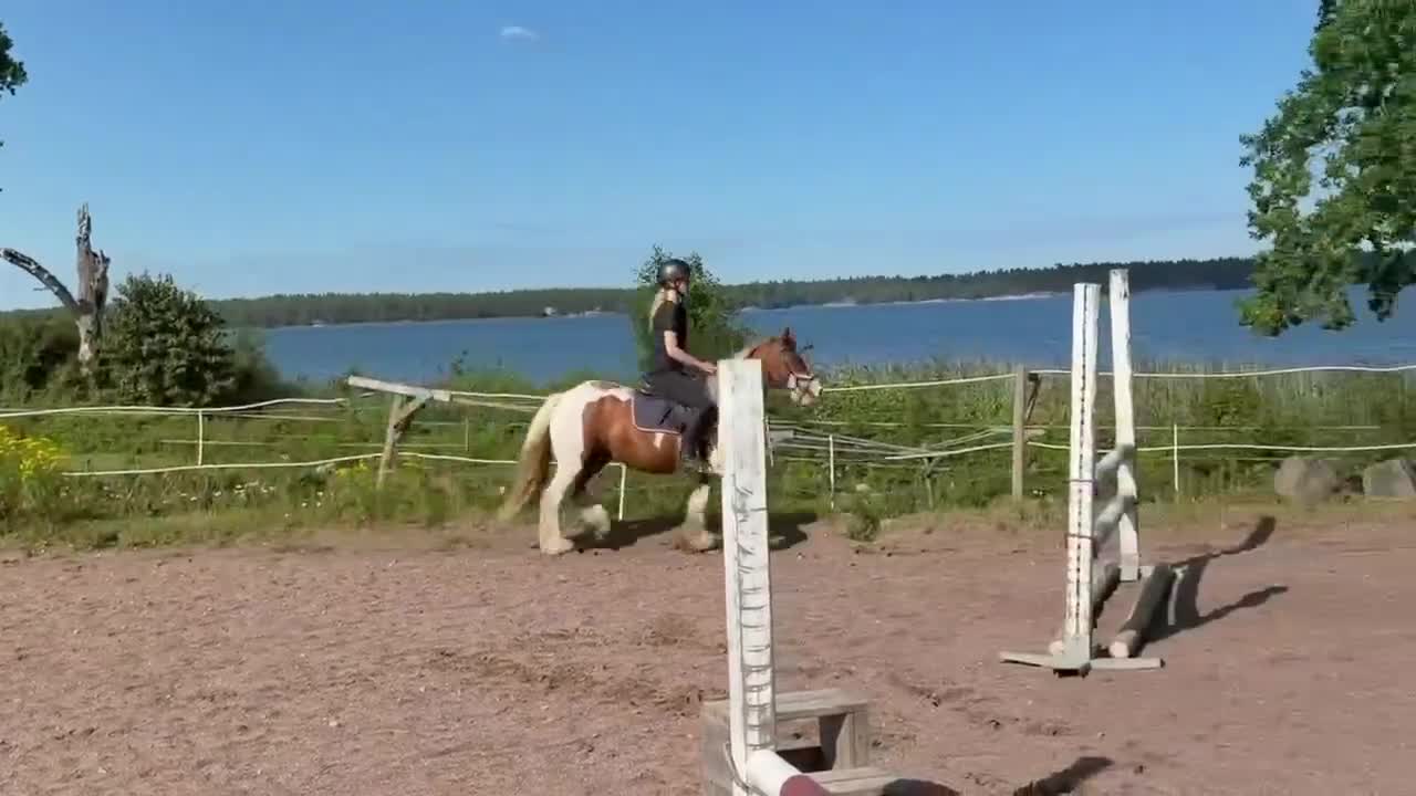 Hoppning hästar till salu: Snäll Blickfångare - Video 2