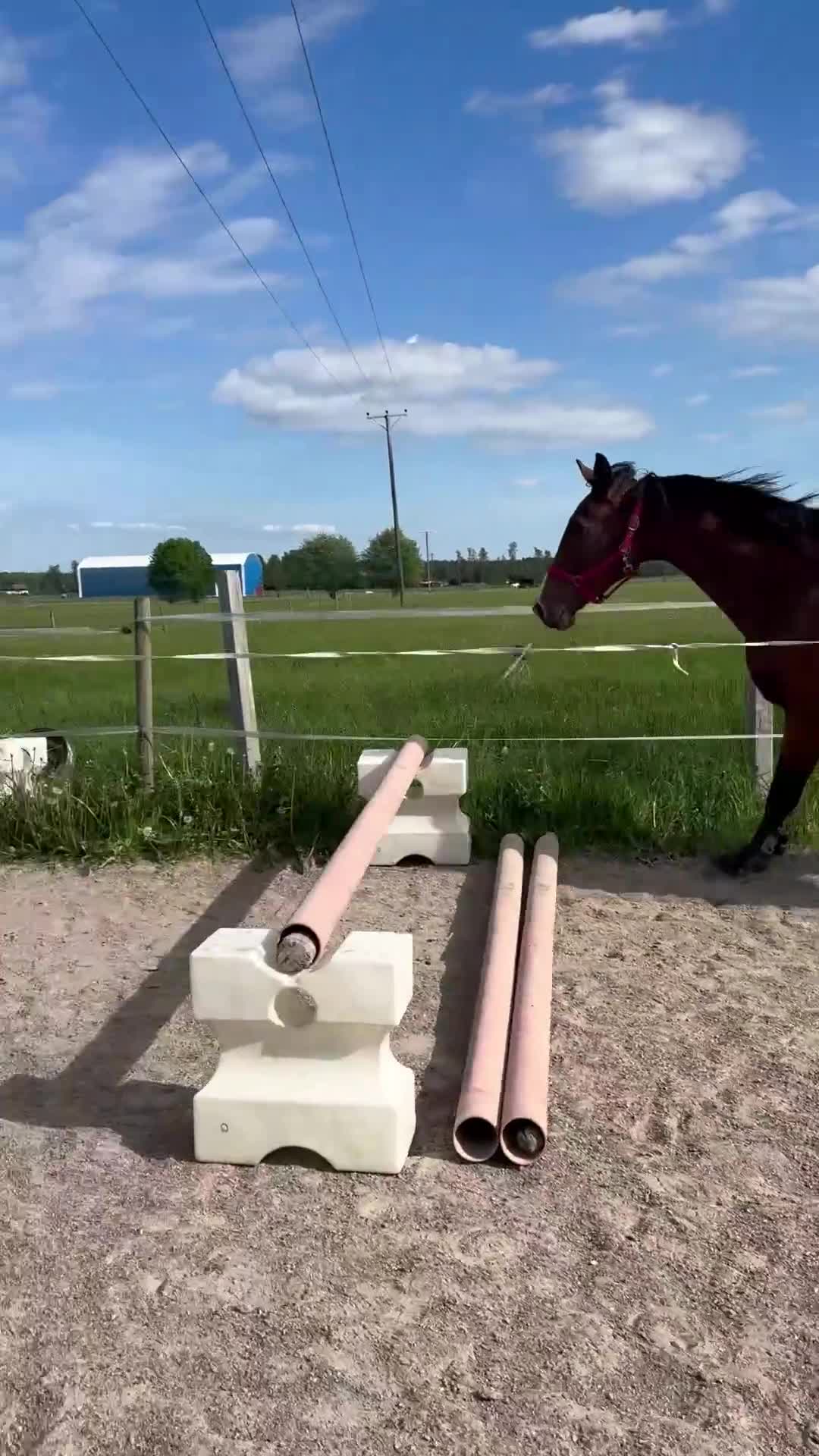 Hoppning hästar till salu: Lovande & MYCKET vacker 🌟 - Video 1