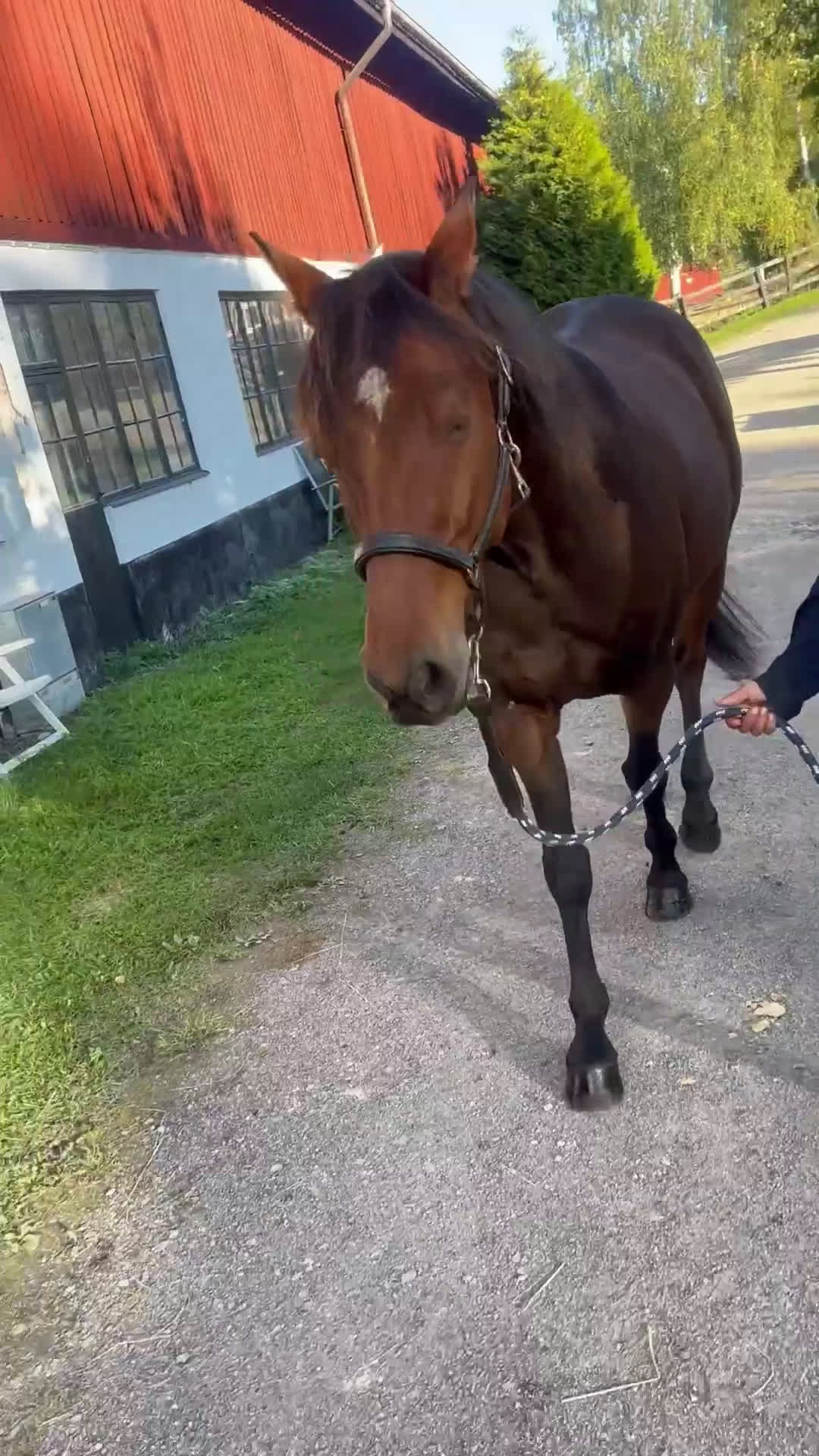 Allround hästar till salu: FANCY RIDE - snäll bästa vän med potential i Adelsö - Video 3