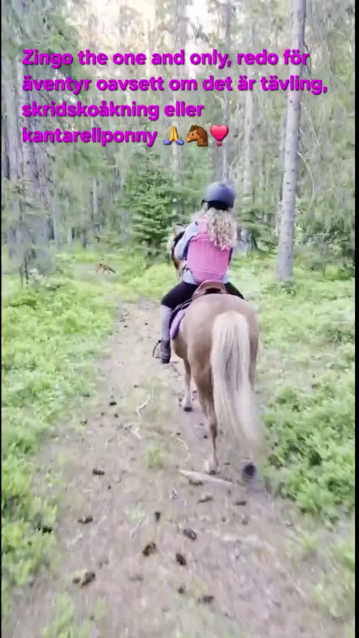 Allround hästar till salu: Unik liten läromästare - Video 1