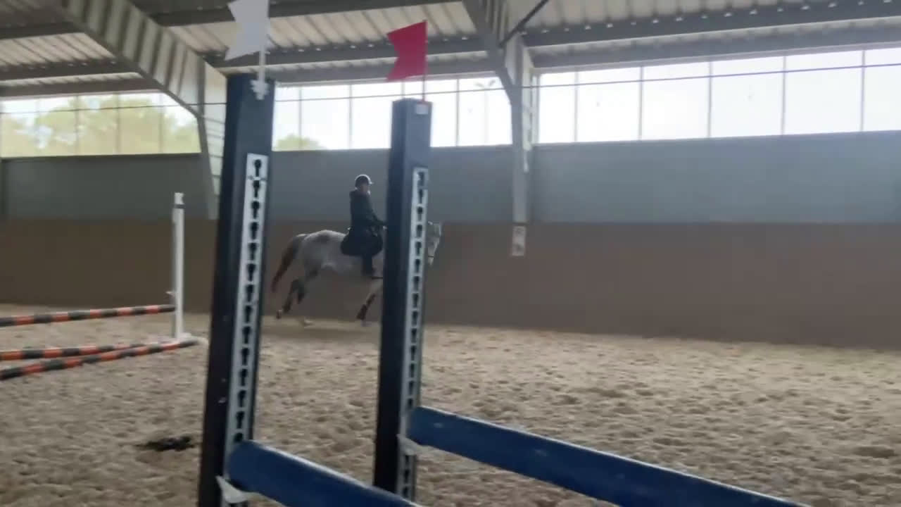 Hoppning hästar till salu: Sto med stor potential  - Video 5