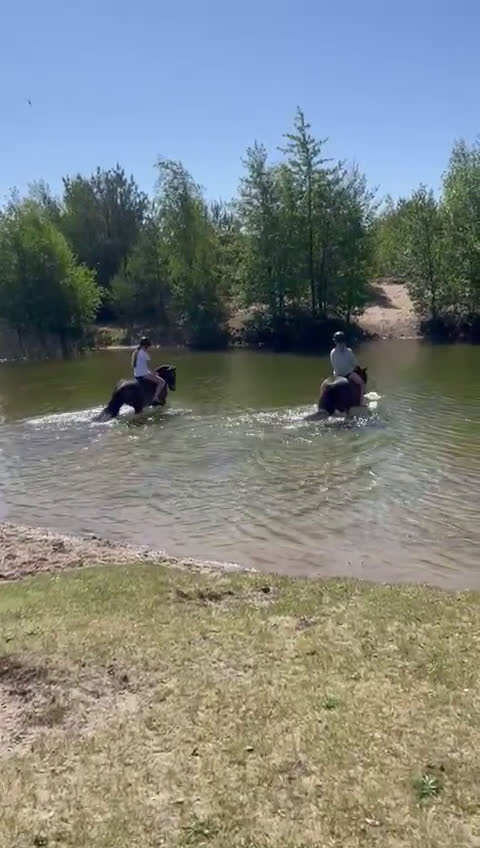 Allround hästar till salu: SM ponny i hoppning och fälttävlan till salu i Dösjebro - Video 1