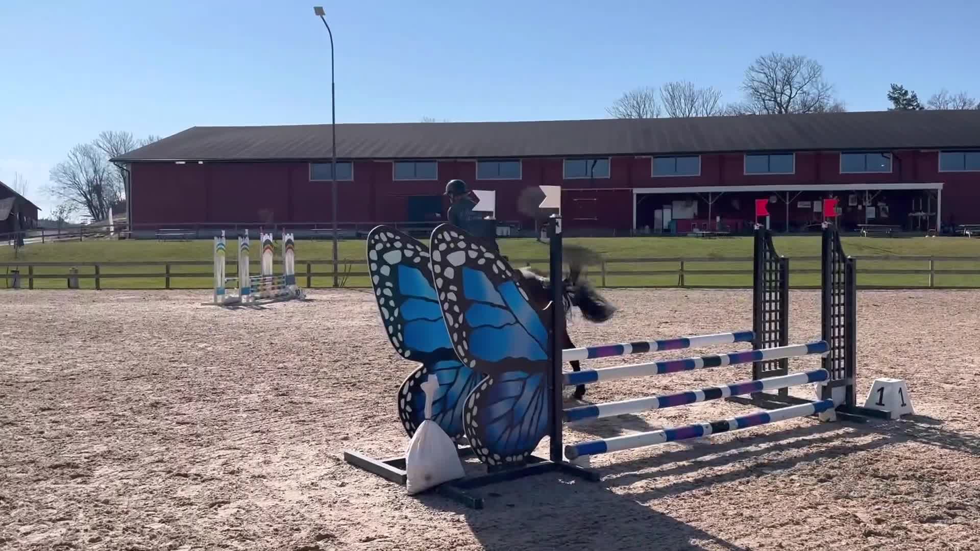 Hoppning hästar till salu: Fantastisk ponny - Video 1