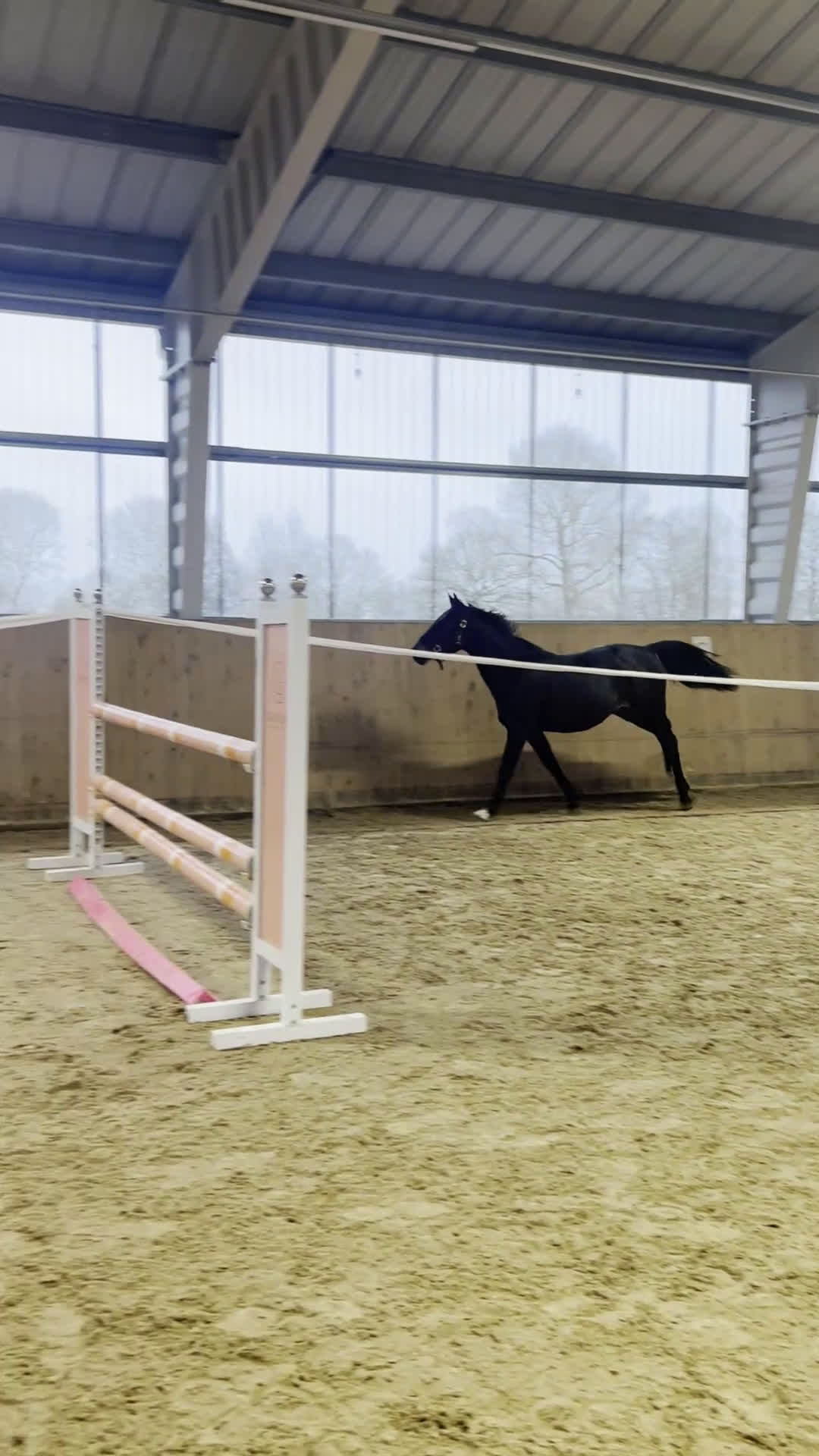 Dressyr hästar till salu: Snart 2-årig valack med fina gångarter i Jonstorp - Video 3