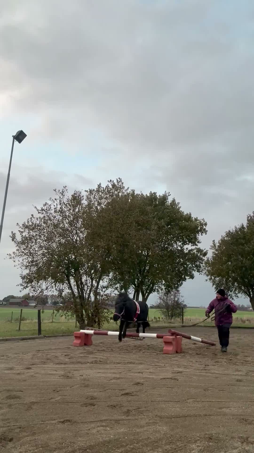Allround hästar till salu: Social Shettis valack - Video 2