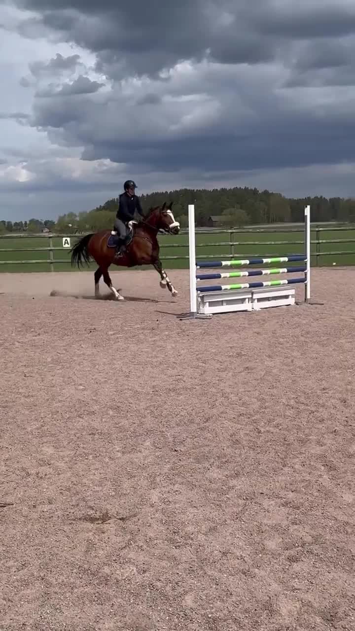 Allround hästar till salu: Sto för dig som vill satsa på hoppning och dressyr - Video 1