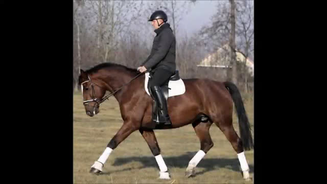 Allround hästar till salu: Positive dressage and driving Allrounder i Örsundsbro - Video 1