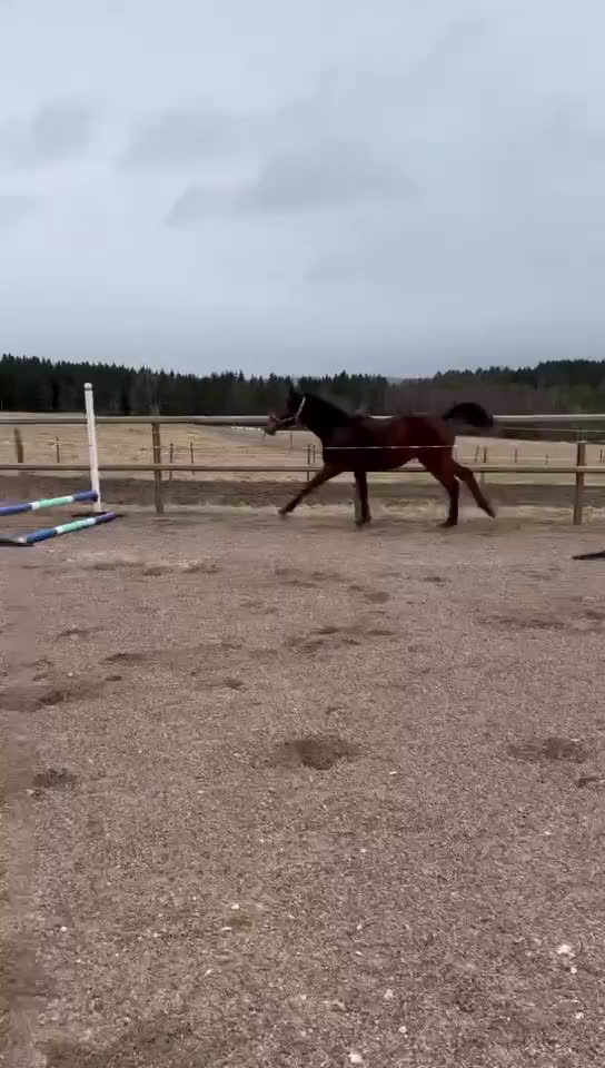 Hoppning hästar till salu: Ettåring Nebraska VDL - Hip Hop i Östra Ämtervik - Video 3