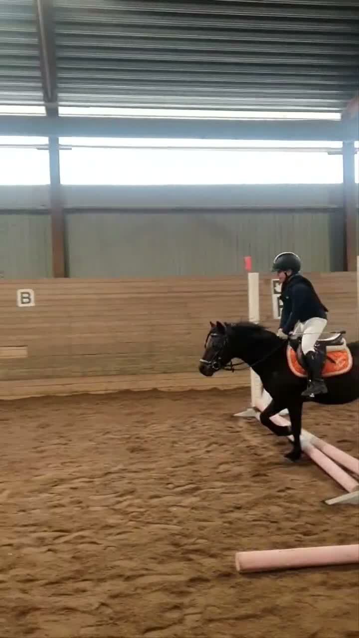 Allround hästar till salu: Trygg förstaponny - Video 2