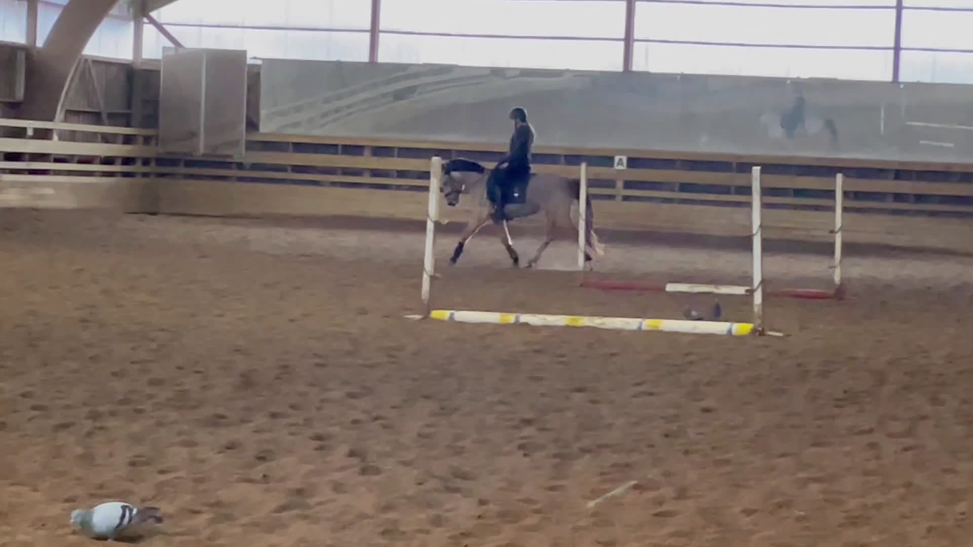 Allround hästar till salu: Multitalang med potential  i Nybro - Video 2