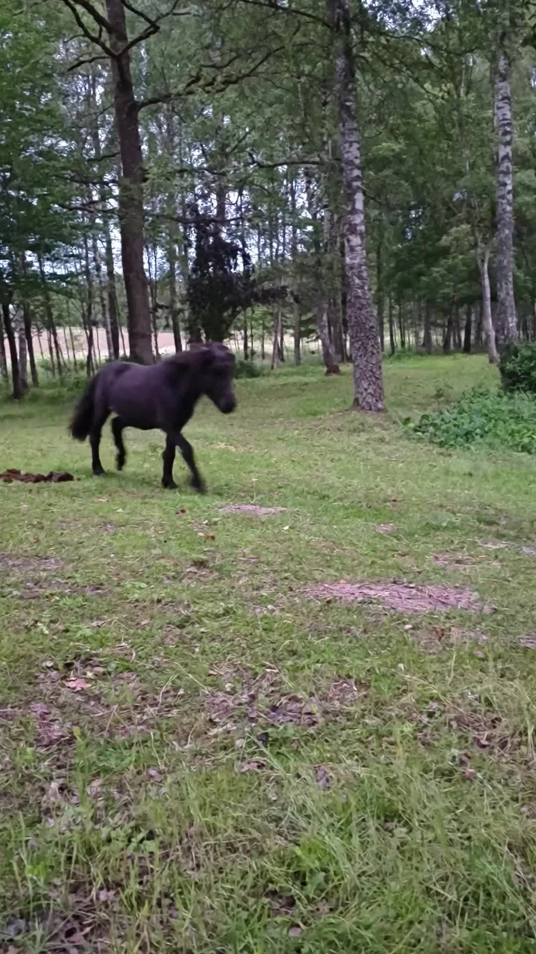 Allround hästar till salu: Luckie söker hem.. - Video 2