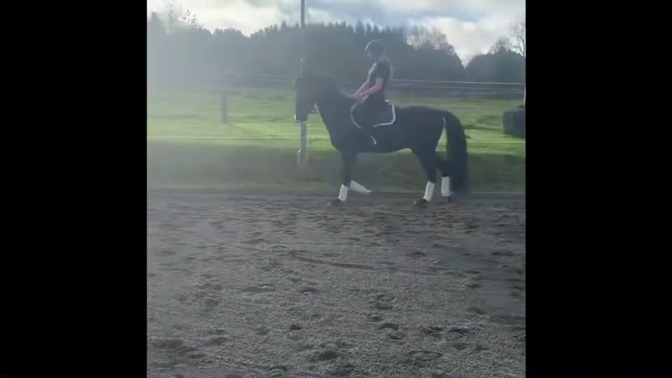 Dressyr hästar till salu: Högrest valack i Linderöd - Video 2