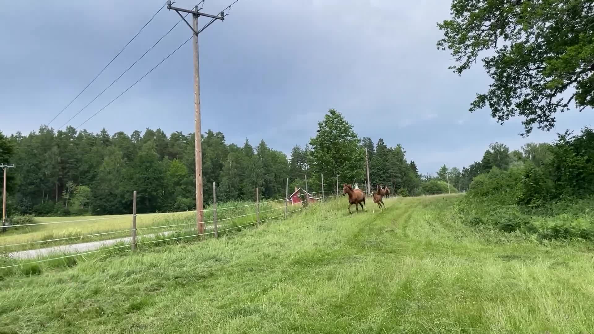 Hoppning hästar till salu: Mysigt föl med stor potential - Video 2