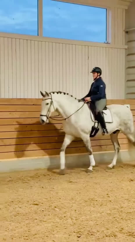 Dressyr hästar till salu: Ståtlig valack med hjärta av guld!  i Överhörnäs - Video 2